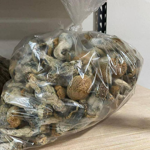 Albino-Penis-Envy Albino Penis Envy Shrooms
