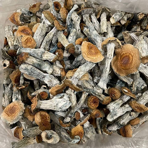 Exotic-Golden-Teachers-Shrooms Exotic Golden Teachers Shrooms