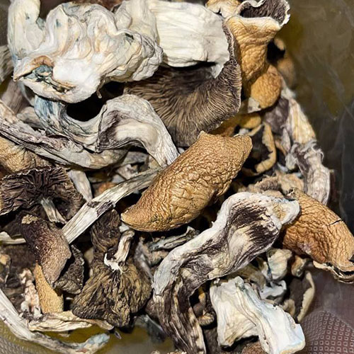 Golden-Teachers Golden Teachers Shrooms