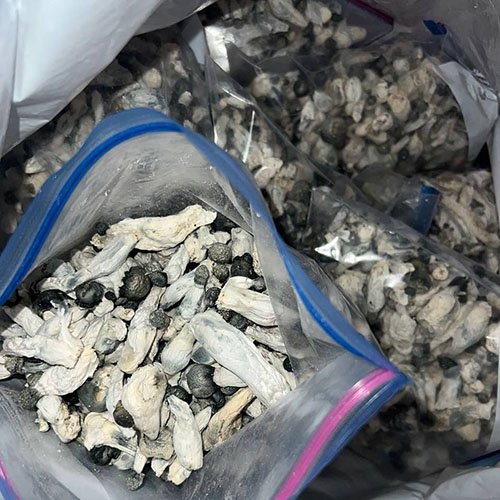 White-Albino White Albino Shrooms